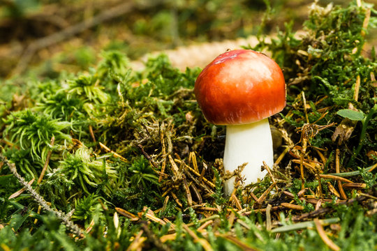 Nice fresh russula grows from moss with bright red cap