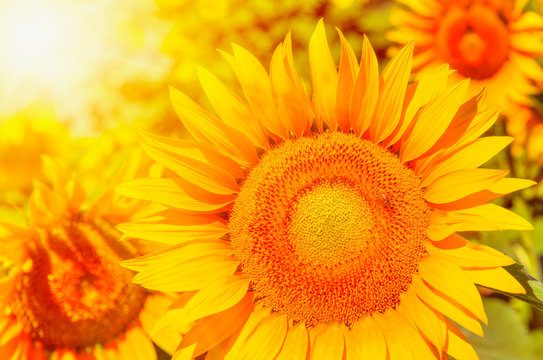 Bright yellow sunflowers and sun