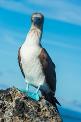 Blue footed booby in Elizabeth Bay, Isabela Island, Galapagos. The intensity of the pigmentation of the feet is used by the female to pick the healthiest male for mating.