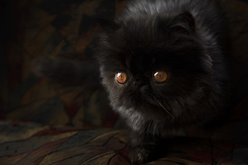 copper eyed black persian kitten