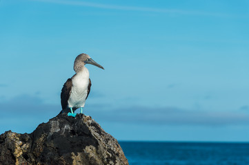 Blue footed booby in Elizabeth Bay, Isabela Island, Galapagos. Space for text