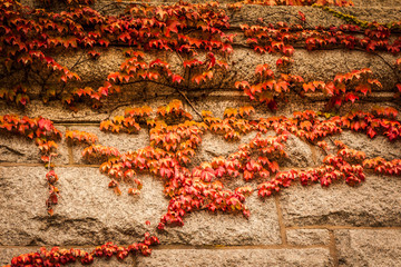 Red and orange ivy vines on stone wall