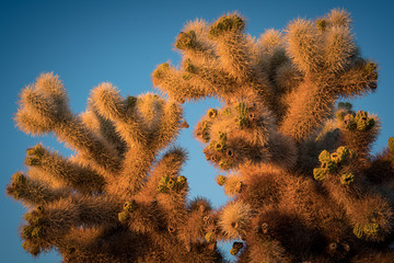 Cholla cactus glowing with early morning sun