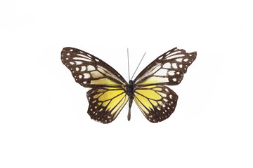exotic butterfly on white isolated background, close-up, top view