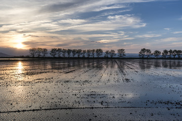 Puesta de sol en un arrozal del Delta del Ebro