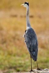 Grey Heron in Kruger national Park