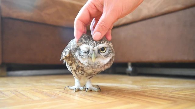 The little owl in the apartment. Stroking owl.