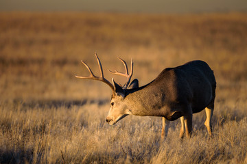 Mule Deer Buck at sunrise on the High Plains of Colorado