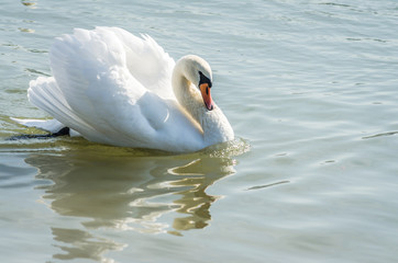 white beautiful Swan swimming in a lake