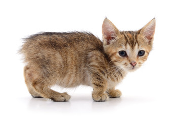 Obraz premium Small brown kitten.