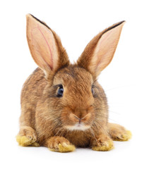 Brown rabbit on white.