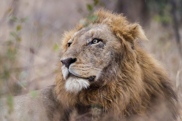 Naklejka na ściany i meble Lion in Kruger National Park