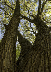 Fototapeta premium Embracing and yearning on an autumn afternoon