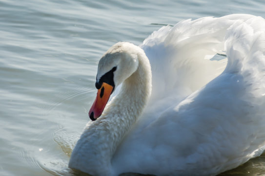 white beautiful Swan swimming in a lake