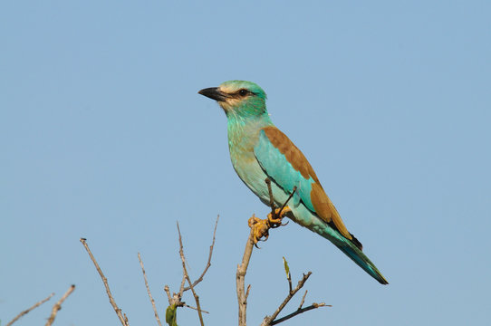 European Roller