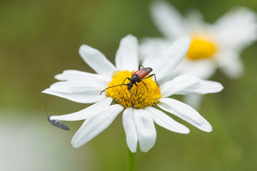Fototapeta premium Insect is sitting on a flower