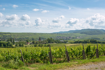 Fototapeta na wymiar Rhine valley palatinate