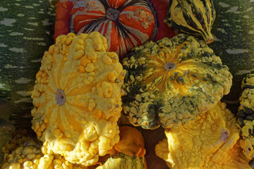 pumpkin, close up, halloween