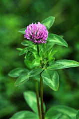 Flower stalk and red clover leaves