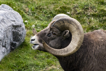 Ram