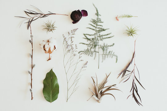 Fern, cotton, leaf, flower, air plant arrangement on white background