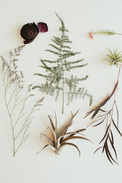 Fern, cotton, leaf, flower, air plant arrangement on white background