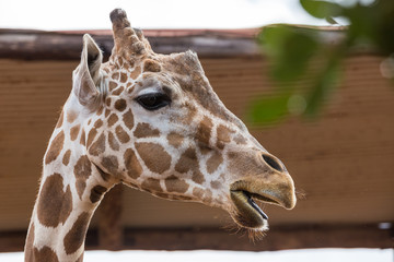 Closeup portrait of young giraffe