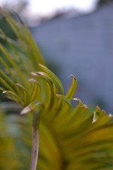 Palme