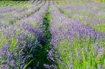 Obraz premium Lavender field
