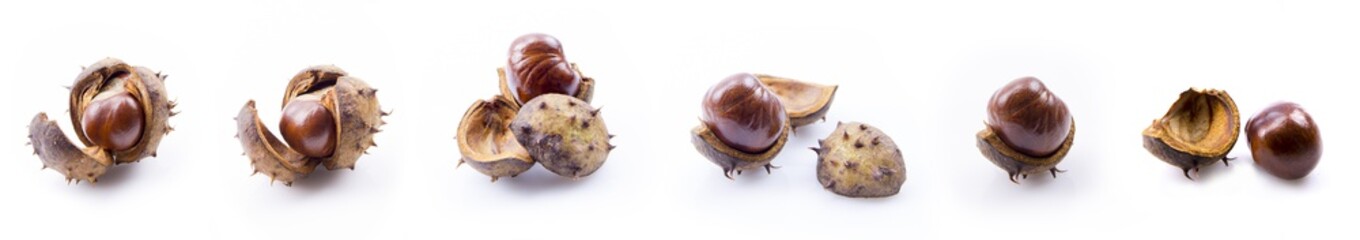 Chestnut collection in the skin - Isolated on white background, close up view