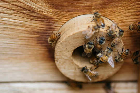 Busy bees entering and exiting a hive