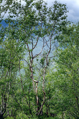 Dwarf birches, northern forest