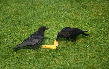 Raben fressen Maiskolben