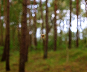 spinne