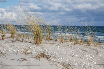 Strandhafer vor Ostseestrand in Prerow