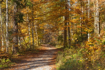 Obraz premium Herbst Wald Wanderweg