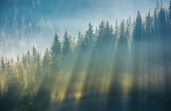 spruce forest in fog on hillside at sunrise. gorgeous nature background in autumn