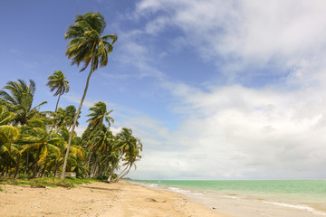 Palmtrees at the Beach in a Sunny Day with strong Wind