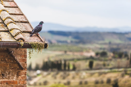 Pigeon Looking at a Beautiful Tuscan Landscape