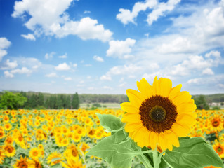 Field of colorful sunflowers at bright summer day under blue sky with clouds