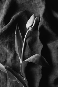 Tulip in Black and White
