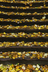 stairs in the autumn leaves