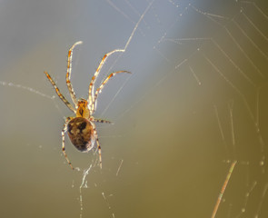 Spinne im Netz