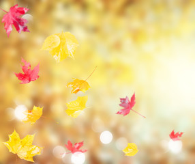 Fresh red and yellow fall foliage background with sunshine and copy space