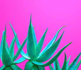 Aloe. Art Gallery Fashion Design. Minimal. Blue Neon aloe. Trendy Bright Color. Creative Colorful Style. Fashion Concept on Pink background. Detail