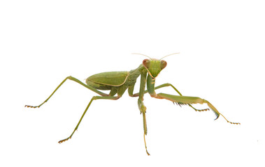 mantis isolated