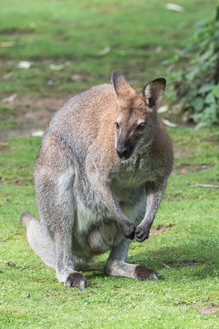   Big kangaroo standing on the grass 
