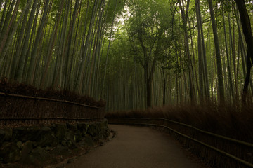 Obraz premium Bamboo forest inside the Arashiyama Bamboo Grove, Kyoto, Japan