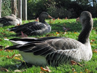 grey geese in Schlosspark Stuttgart