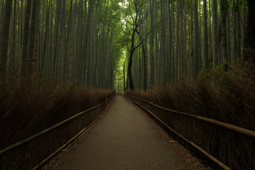 Obraz premium Bamboo forest inside the Arashiyama Bamboo Grove, Kyoto, Japan